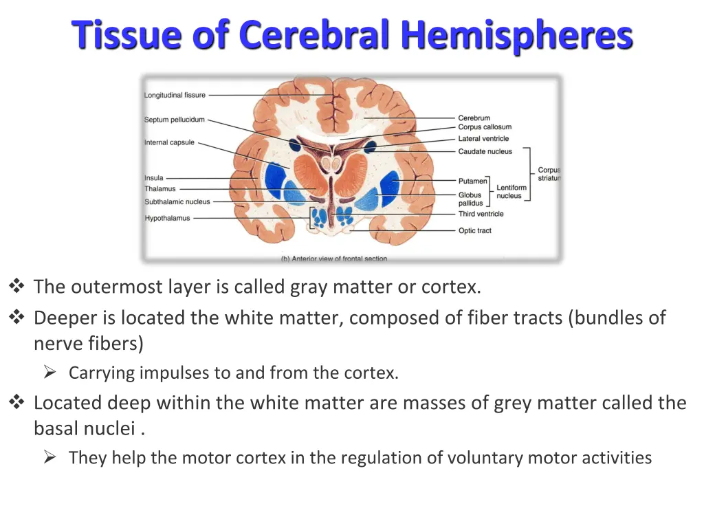 tissue of cerebral hemispheres