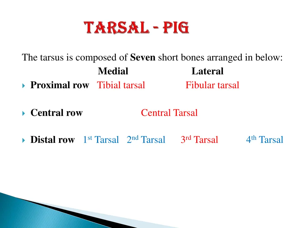 the tarsus is composed of seven short bones