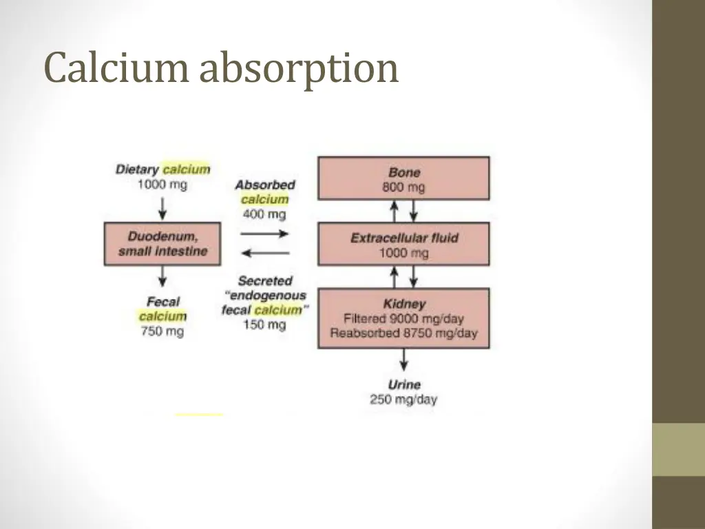 calcium absorption