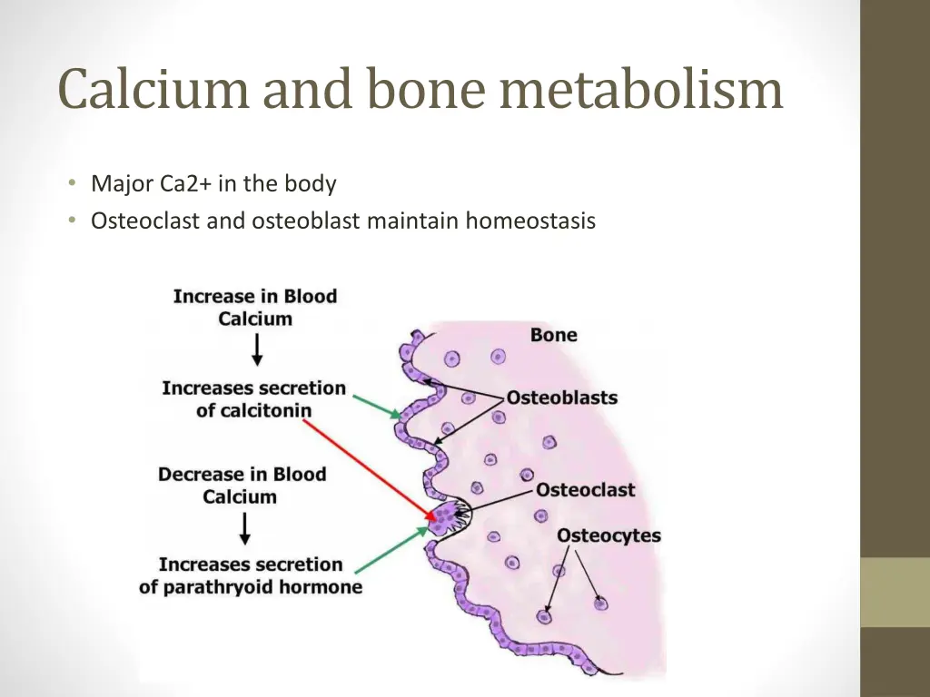 calcium and bone metabolism