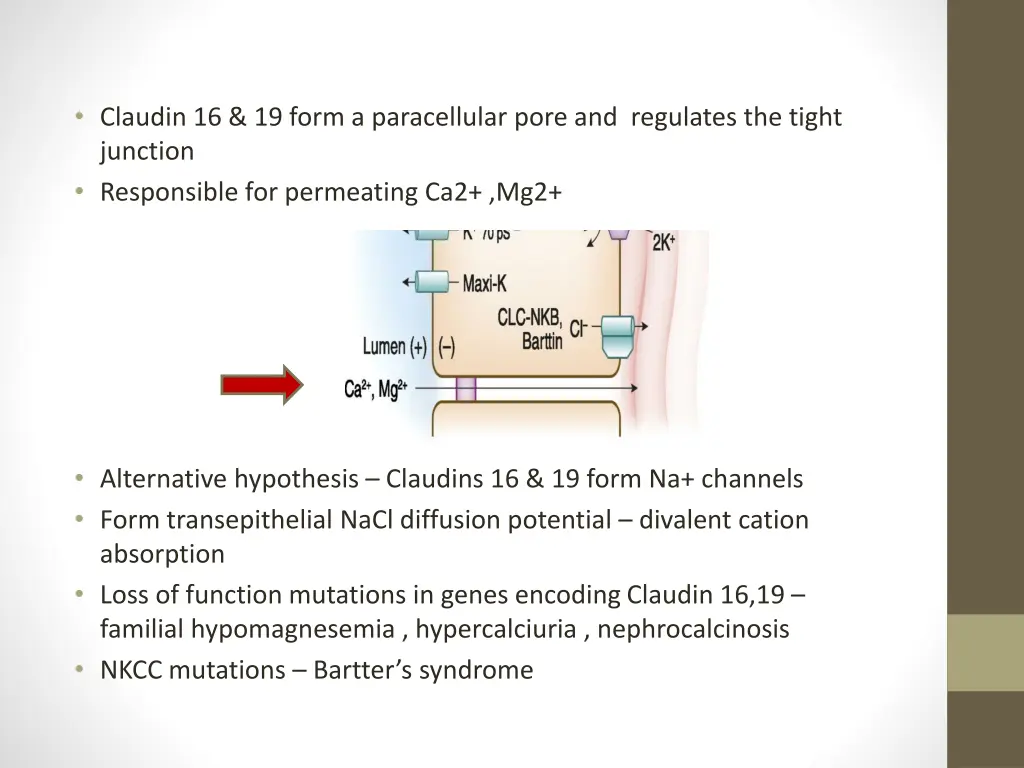 claudin 16 19 form a paracellular pore