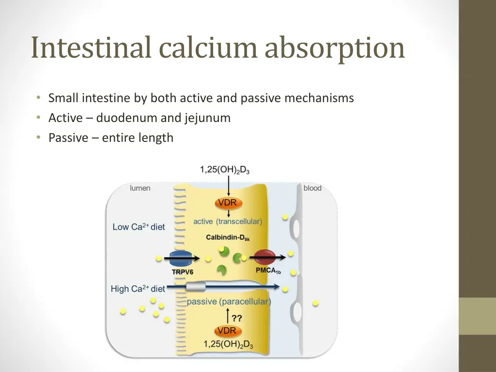 intestinal calcium absorption