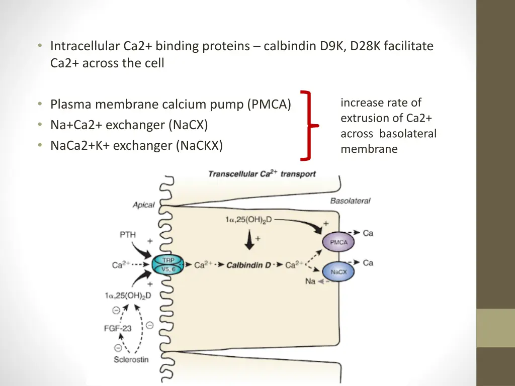 intracellular ca2 binding proteins calbindin