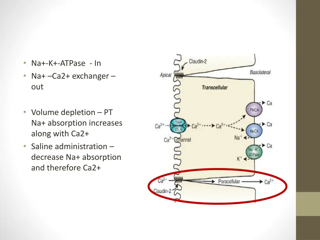 na k atpase in na ca2 exchanger out