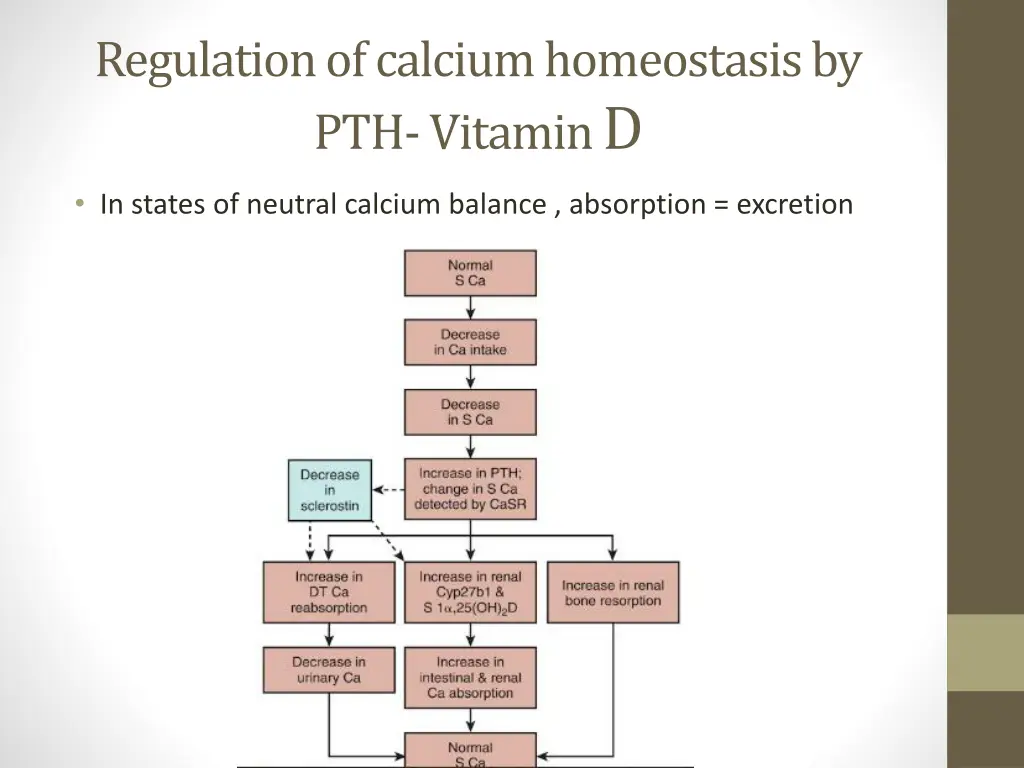 regulation of calcium homeostasis by pth vitamin d