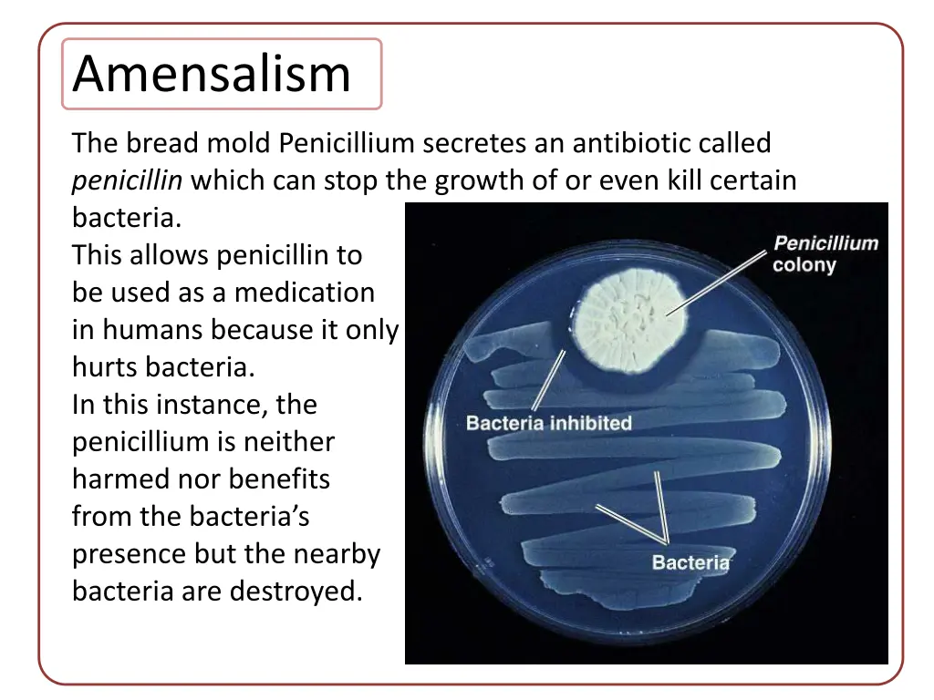 amensalism 1