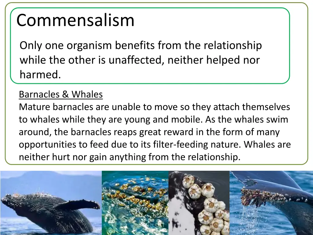 commensalism