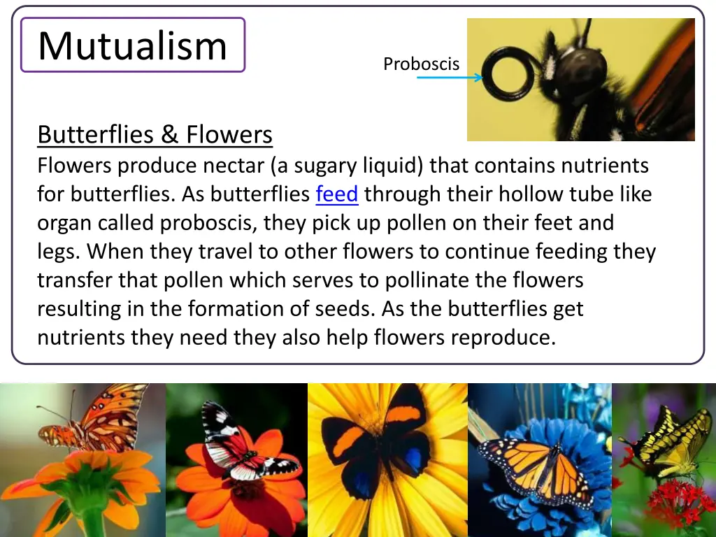 mutualism 1