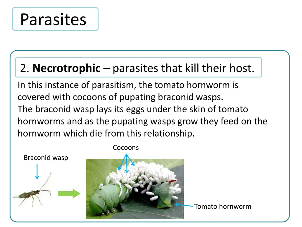 parasites 2