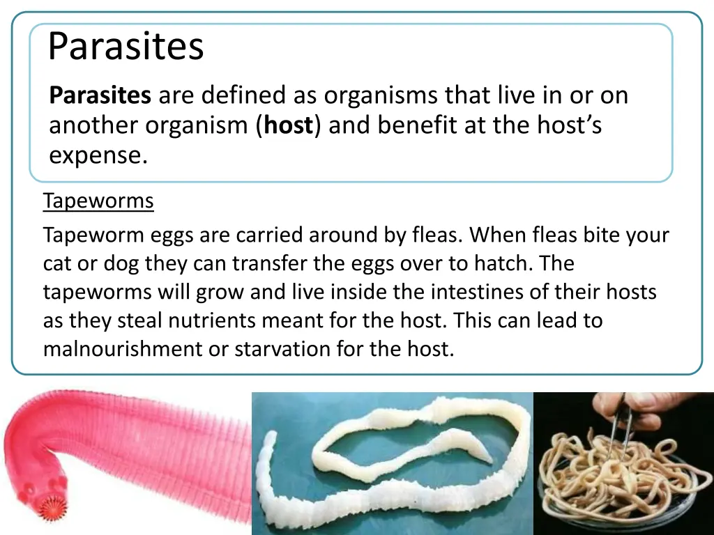 parasites