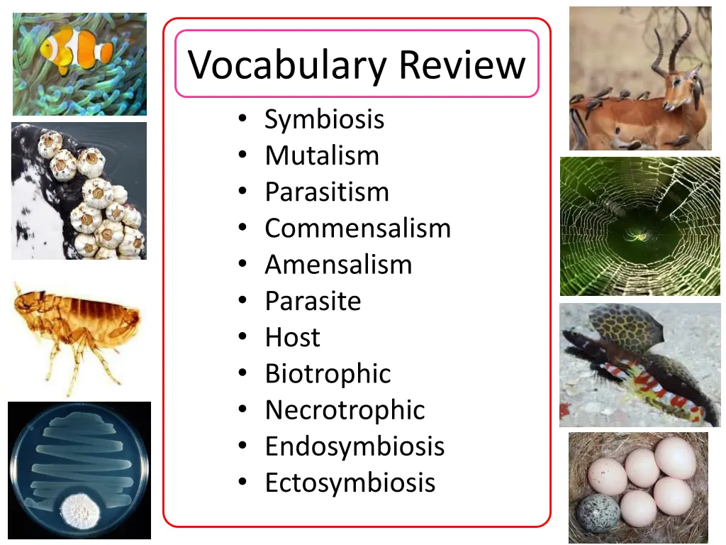 vocabulary review symbiosis mutalism parasitism