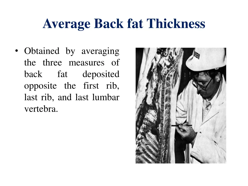 average back fat thickness