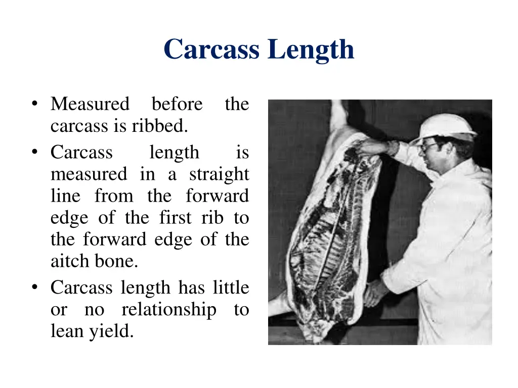 carcass length