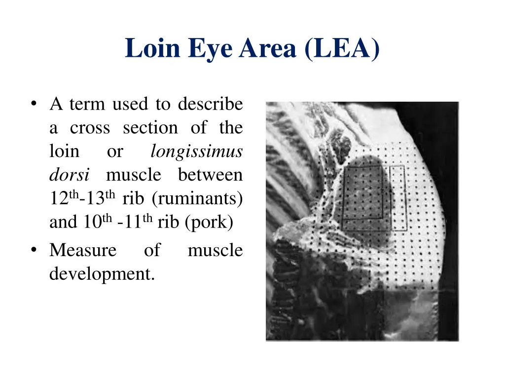 loin eye area lea