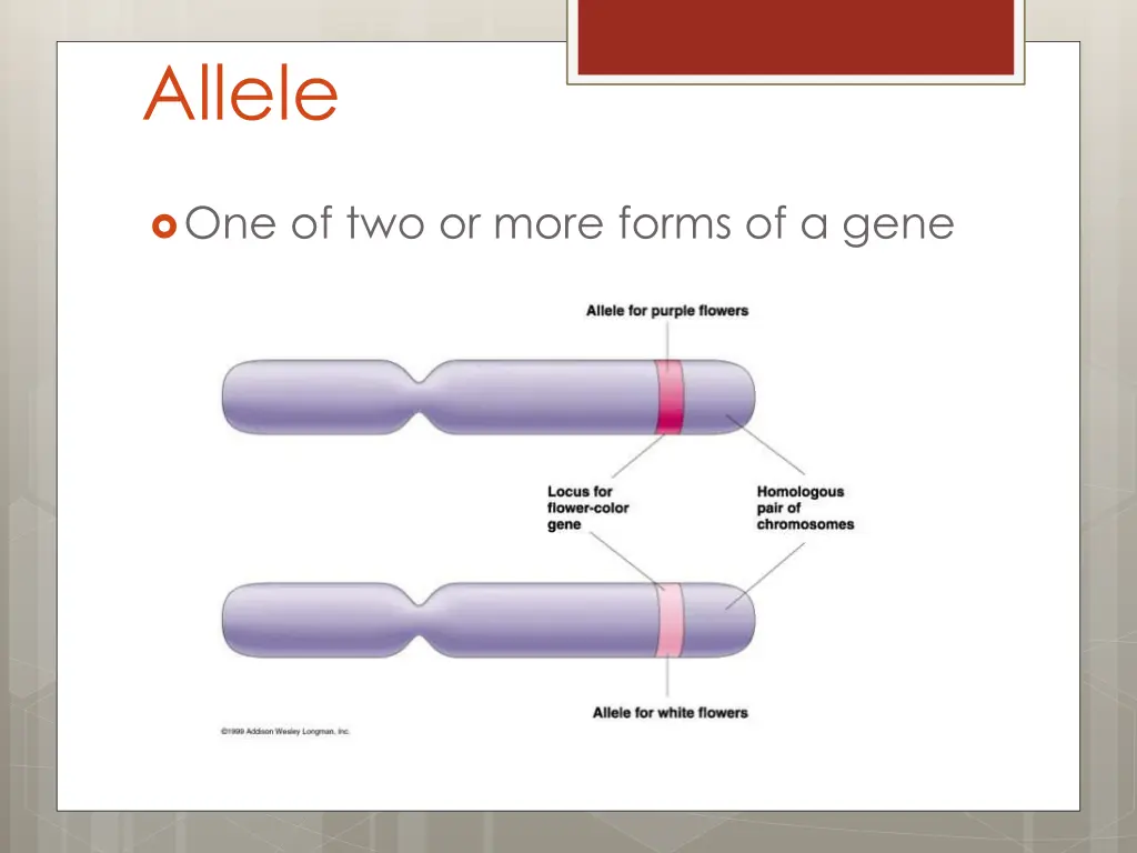 allele