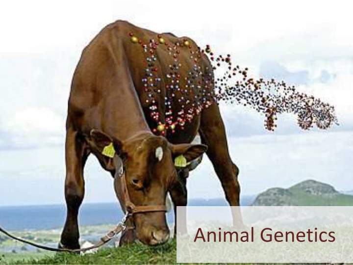 animal genetics