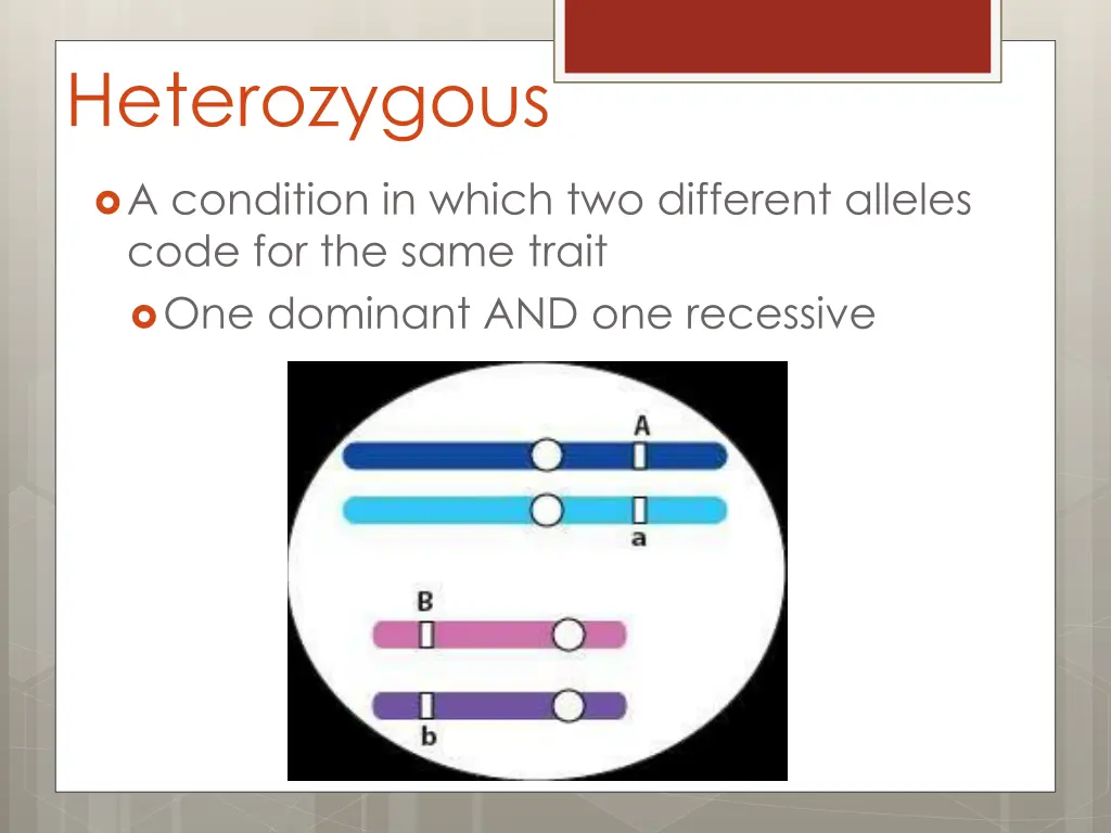 heterozygous