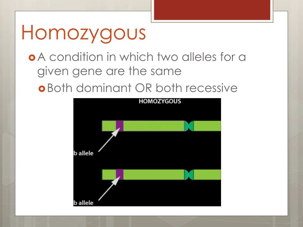 homozygous