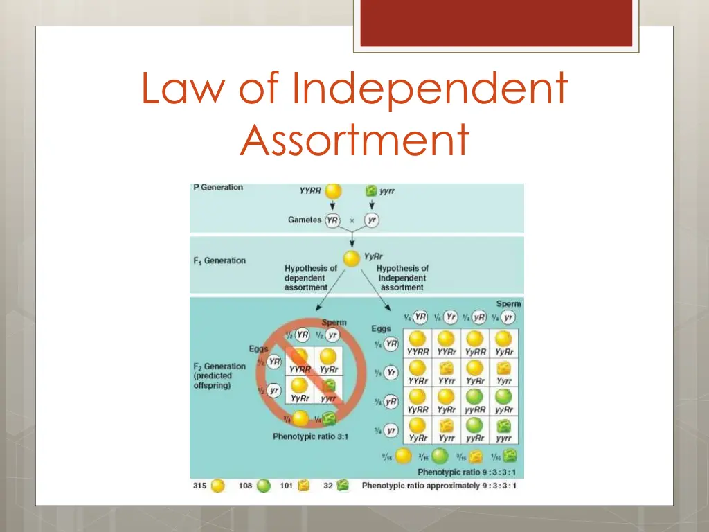 law of independent assortment 1