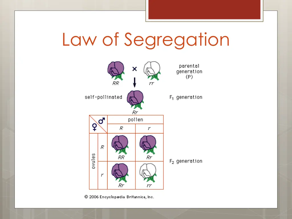 law of segregation 1