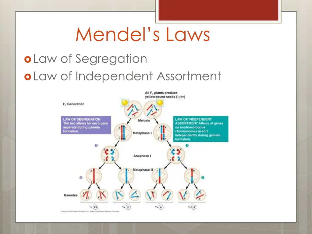 mendel s laws 1