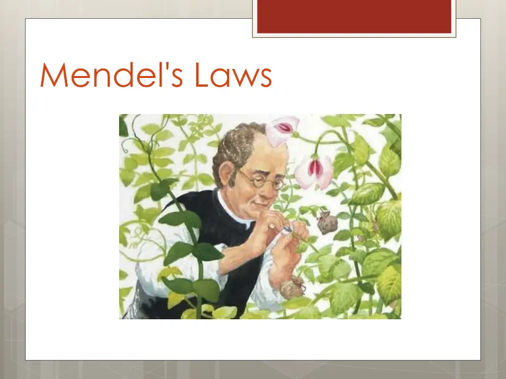 mendel s laws