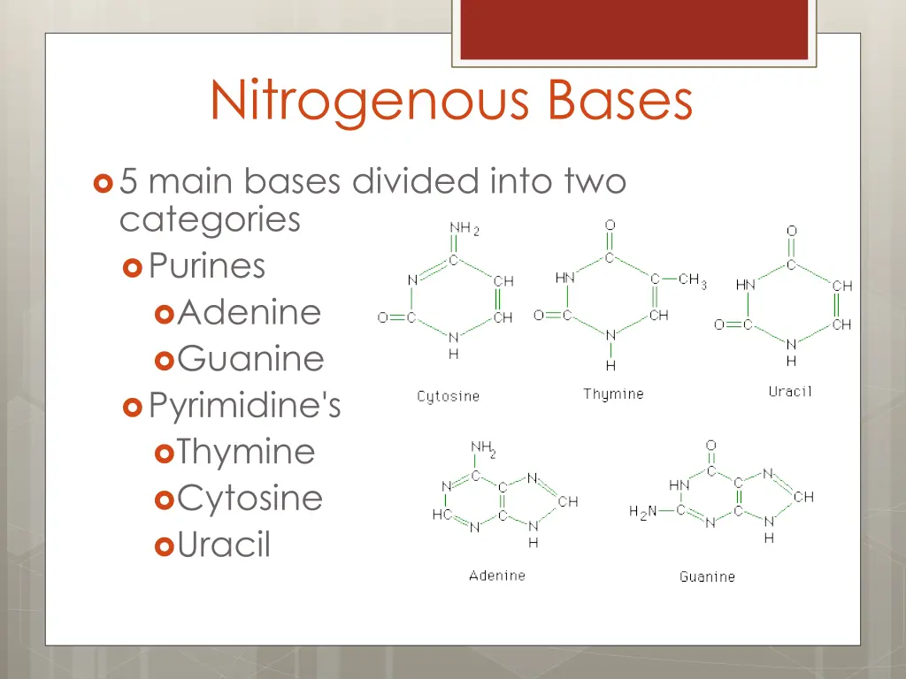 nitrogenous bases