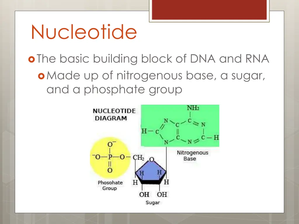 nucleotide