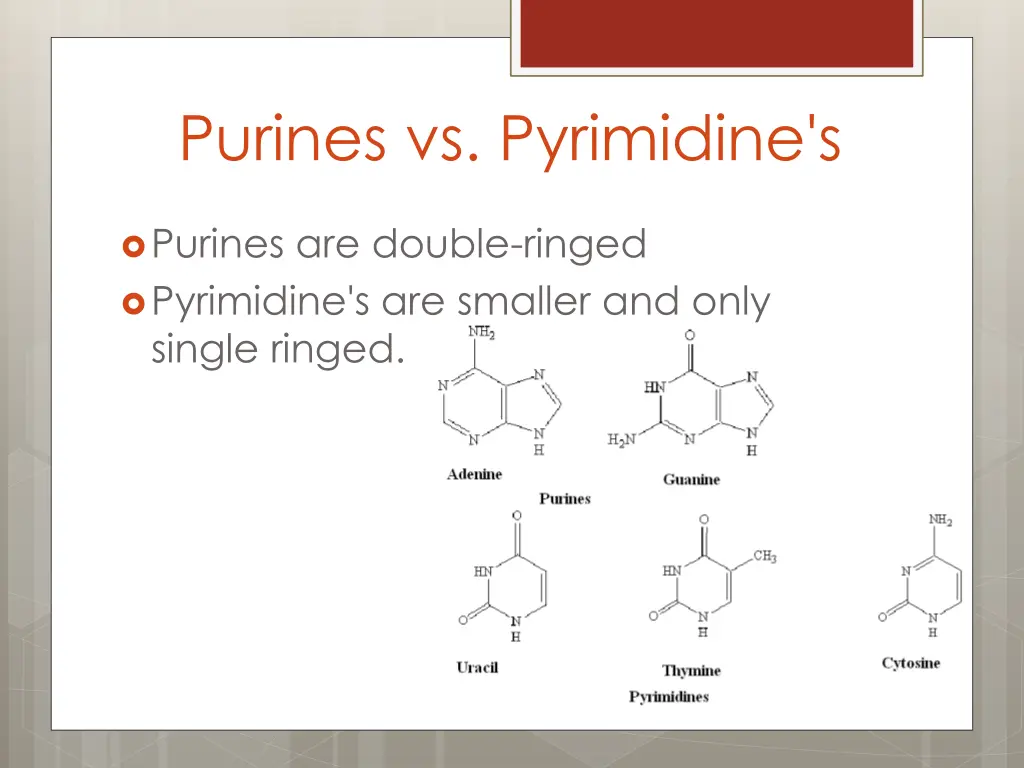 purines vs pyrimidine s