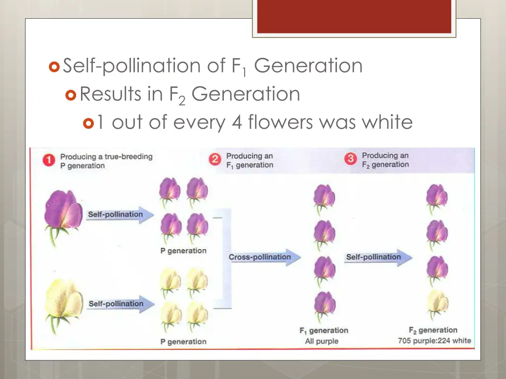 self pollination of f 1 generation results