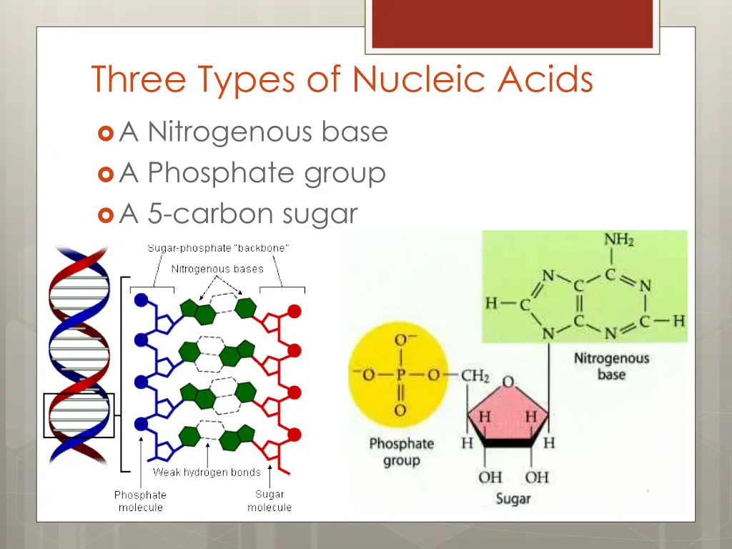 three types of nucleic acids