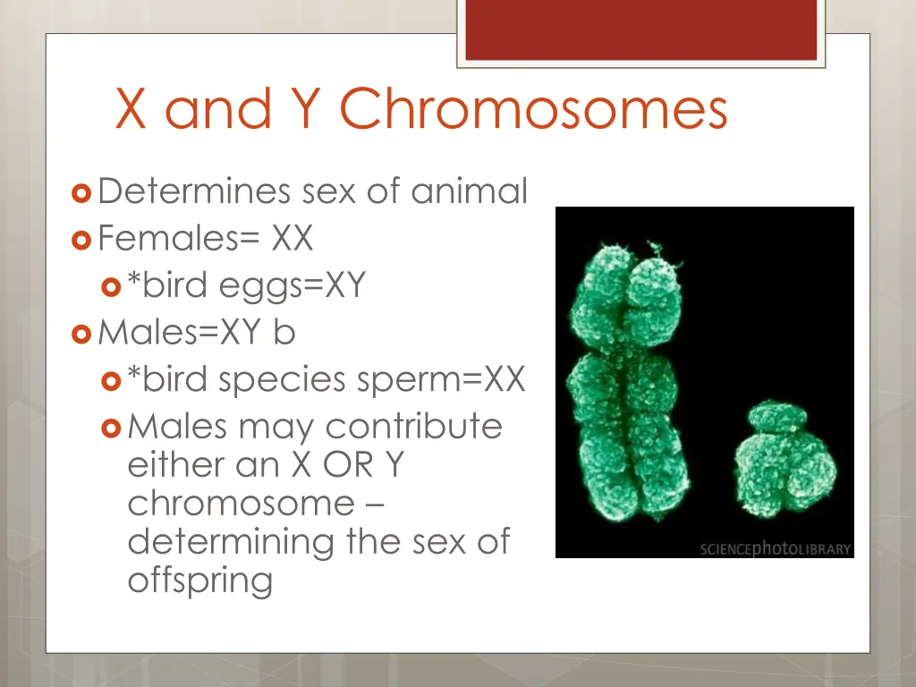 x and y chromosomes