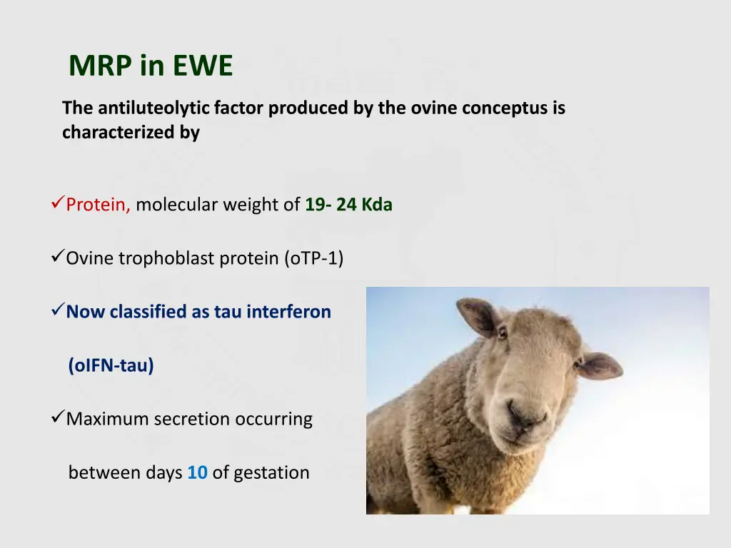 mrp in ewe