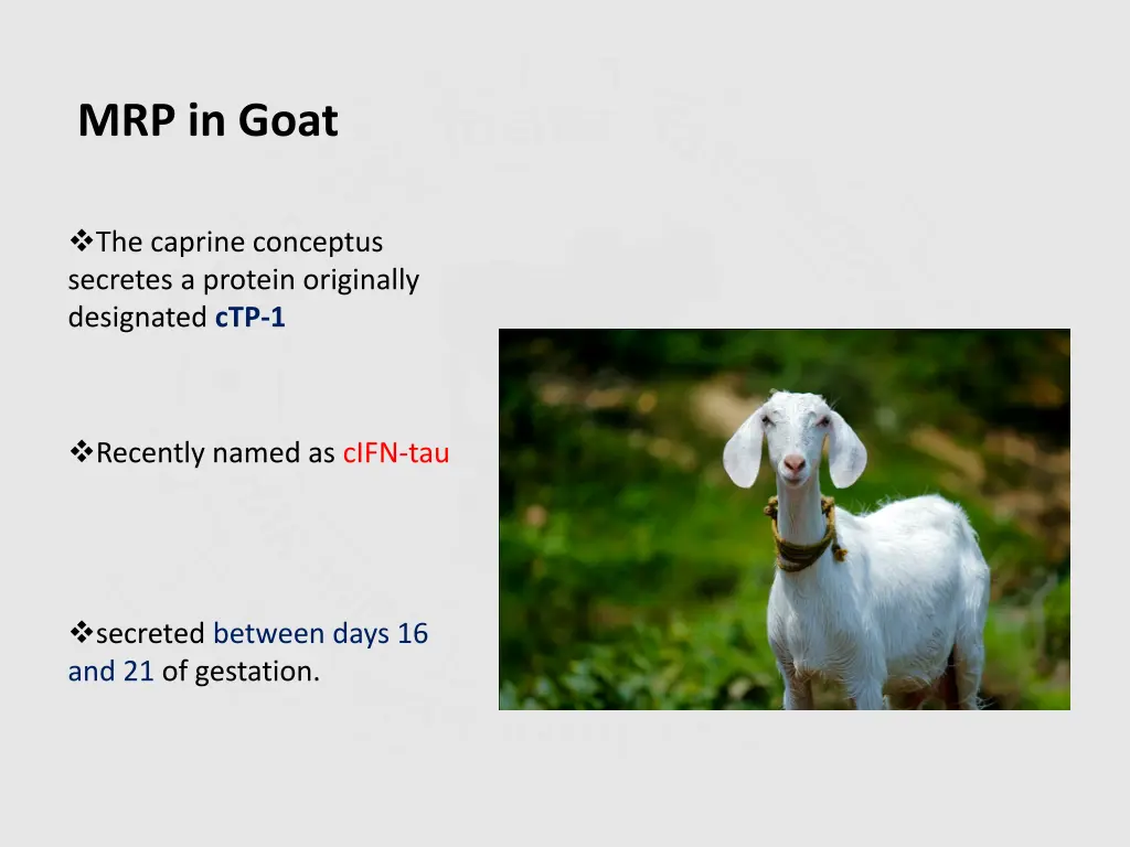 mrp in goat