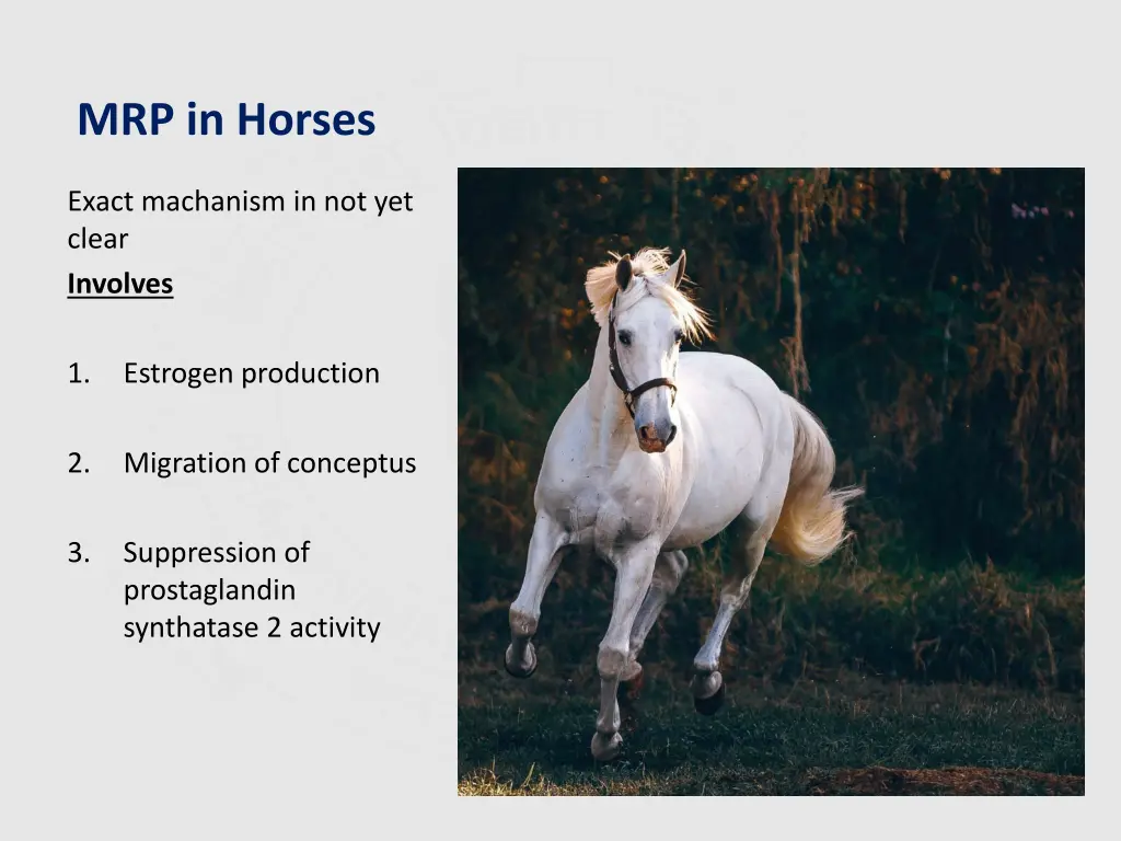 mrp in horses