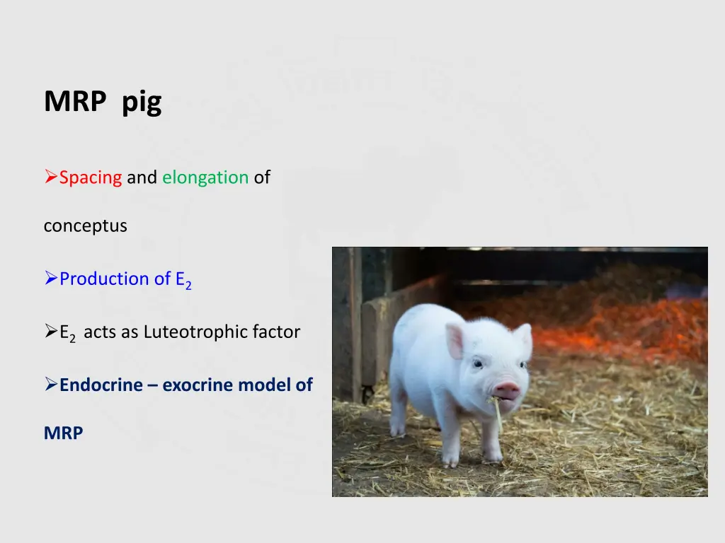 mrp pig