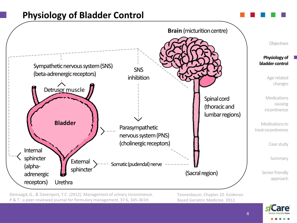 physiology of bladder control