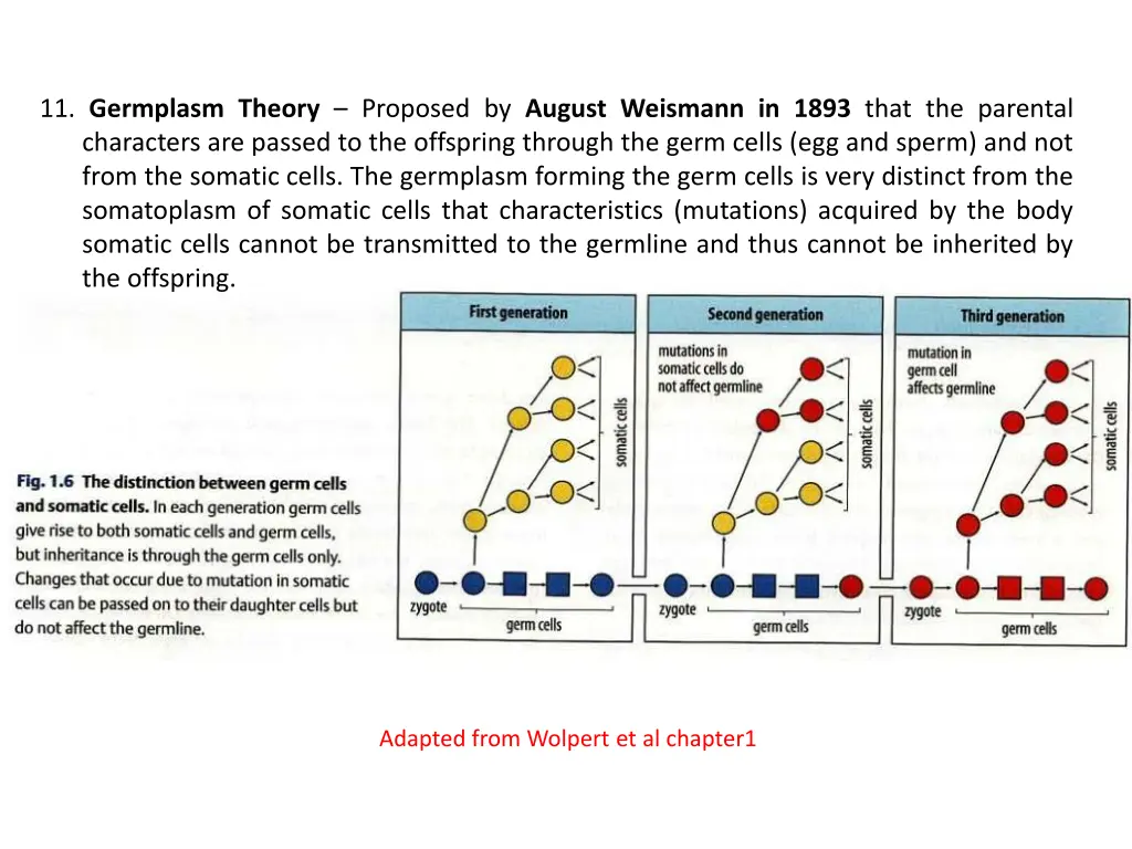 11 germplasm theory proposed by august weismann