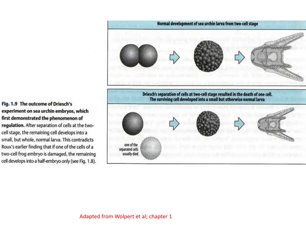 adapted from wolpert et al chapter 1