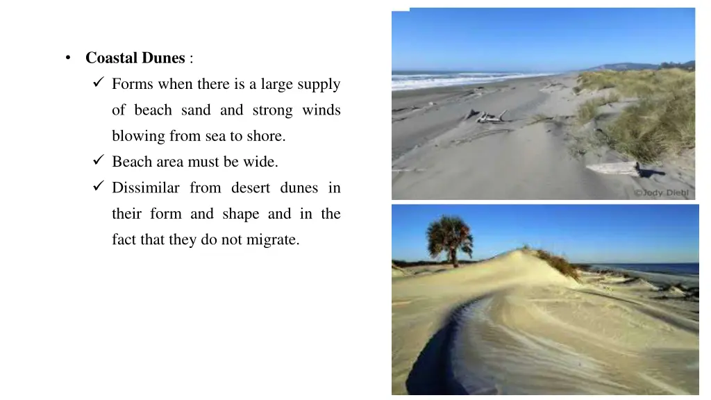 coastal dunes forms when there is a large supply