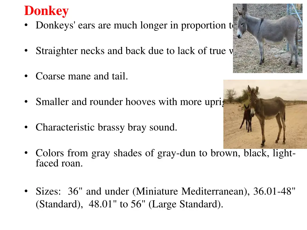 donkey donkeys ears are much longer in proportion