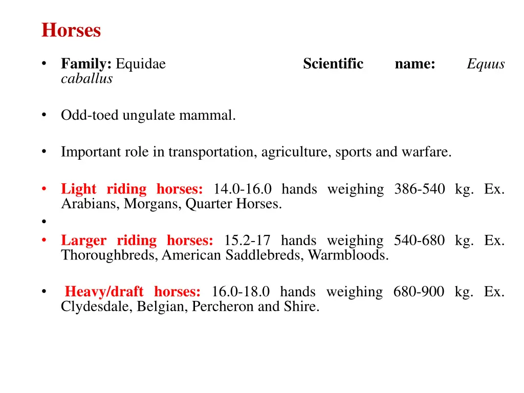 horses family equidae caballus