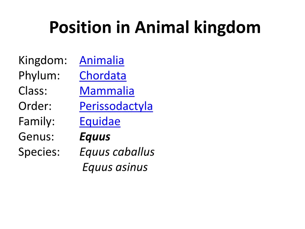 position in animal kingdom