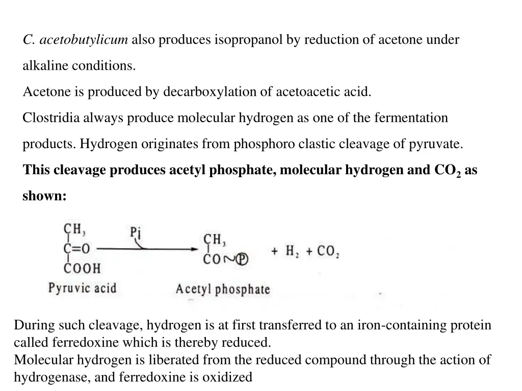 c acetobutylicum also produces isopropanol