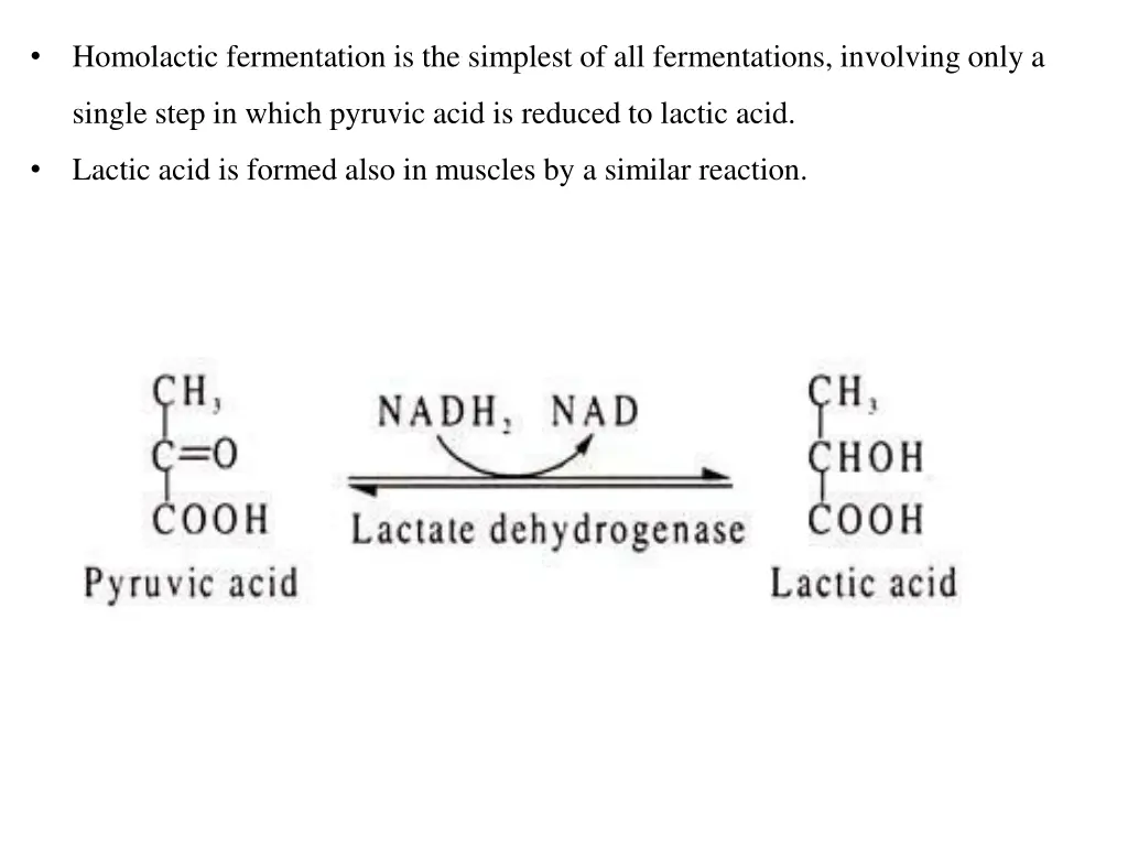 homolactic fermentation is the simplest