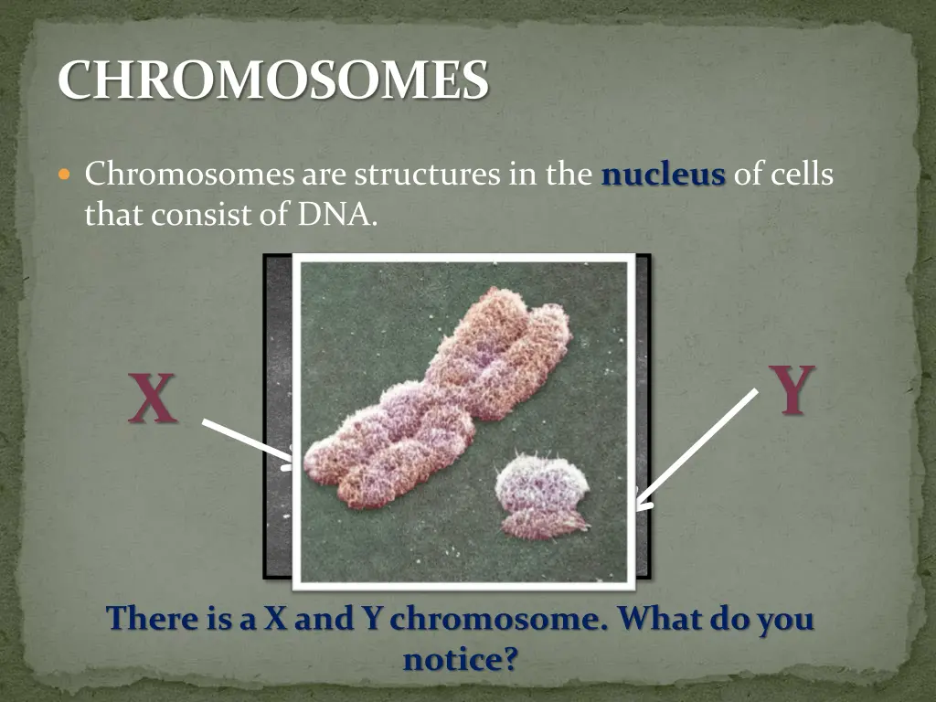 chromosomes