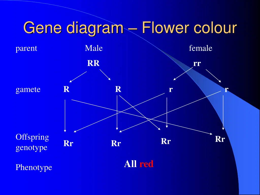 gene diagram flower colour 1