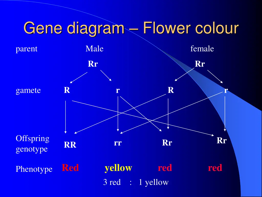 gene diagram flower colour 2