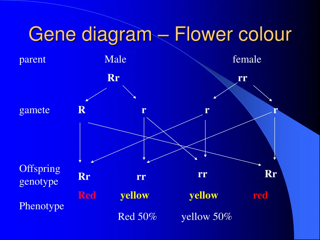 gene diagram flower colour 3