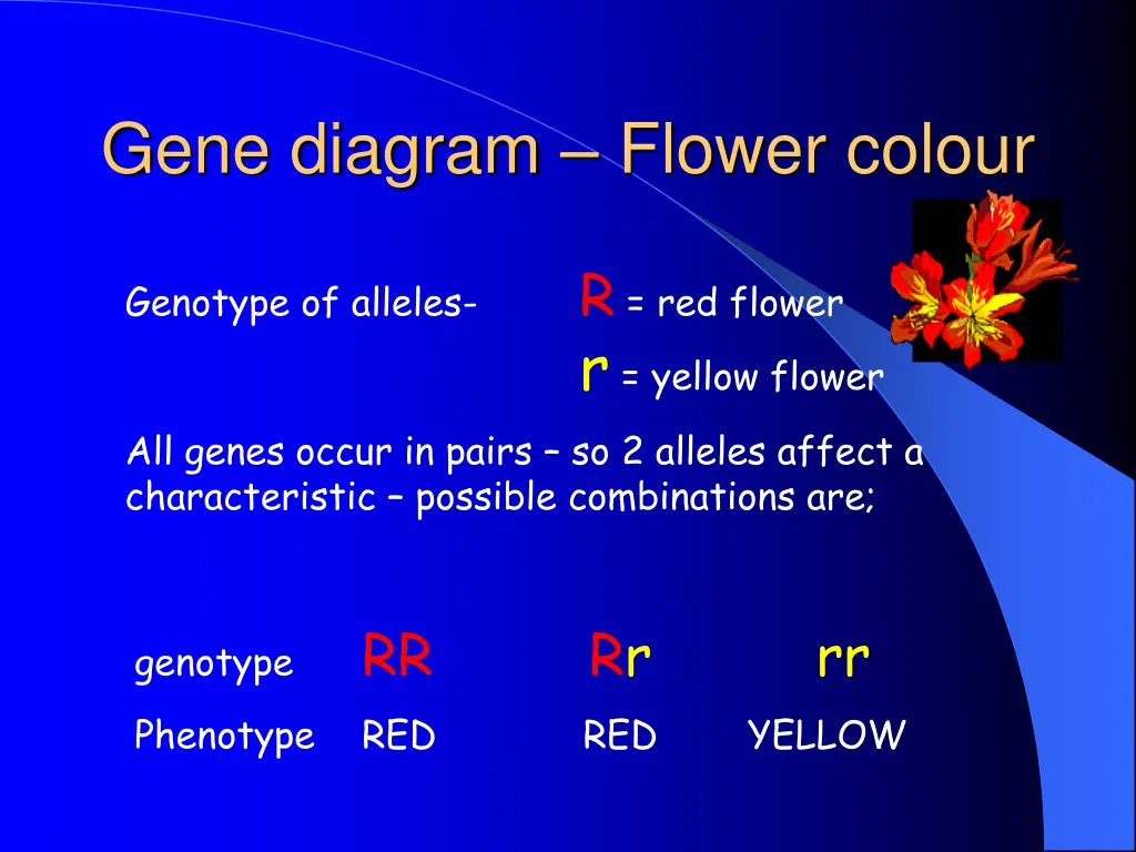 gene diagram flower colour